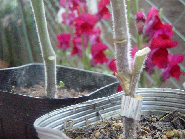 a0084885_825322.jpg
