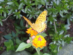 f0130894_23154873.jpg