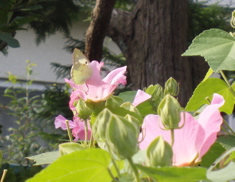 f0130894_2316766.jpg