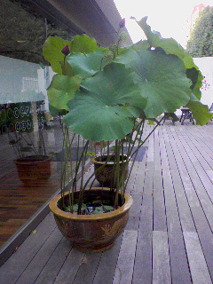 a0094449_23411672.jpg