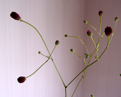 a0064291_220950.jpg