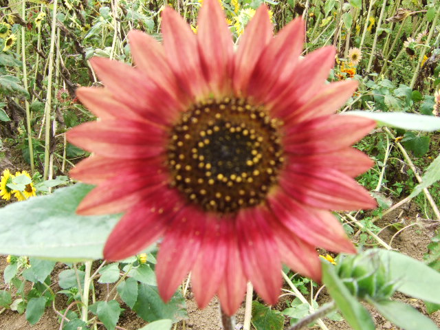 b0087400_21283790.jpg