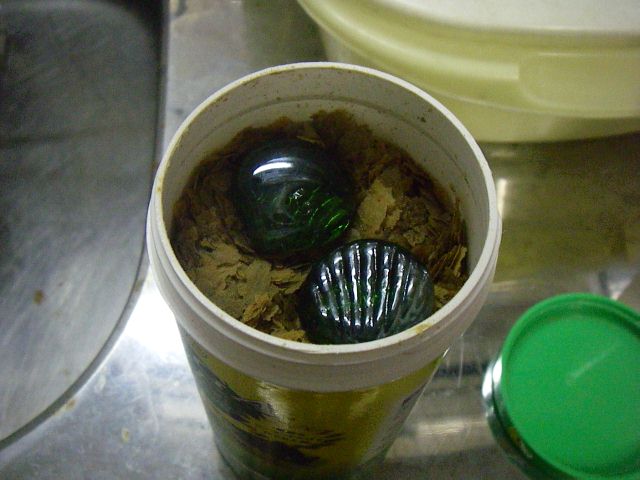 e0010301_1592412.jpg