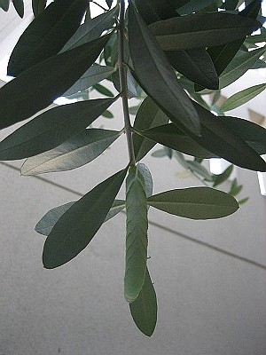 a0027014_8331269.jpg