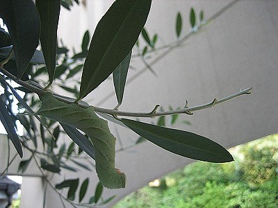 a0027014_833285.jpg