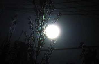 c0013324_2117635.jpg