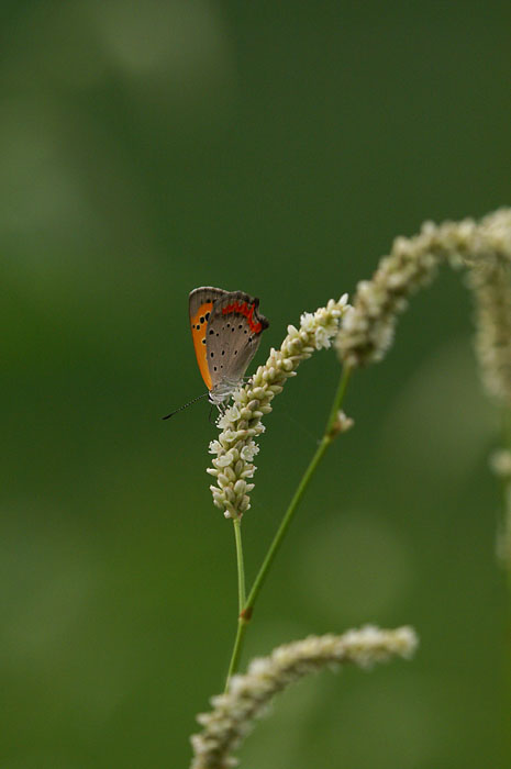 d0089024_22585231.jpg