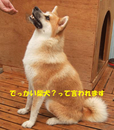 f0008935_13143766.gif
