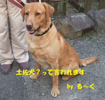 f0008935_13285149.gif