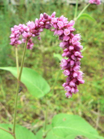 d0091754_0253831.jpg