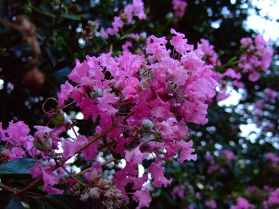 e0122156_1182776.jpg
