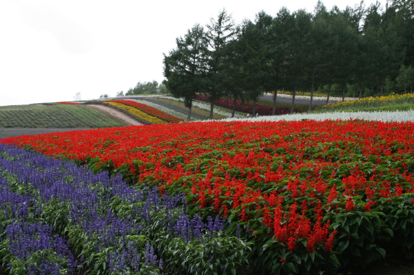 f0077159_051312.jpg