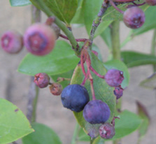e0025073_07098.jpg