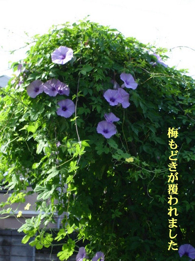 f0003174_1345395.jpg