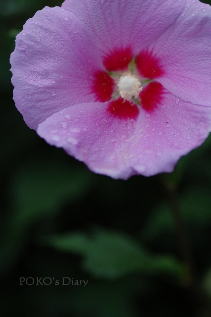 c0134295_0322357.jpg