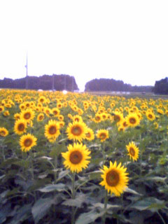 a0072328_16413310.jpg
