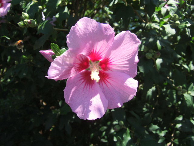 e0064133_0404296.jpg