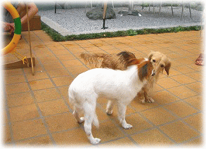 c0025852_902313.gif