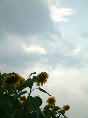 c0050264_027767.jpg