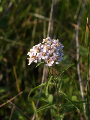 d0025568_1128589.jpg