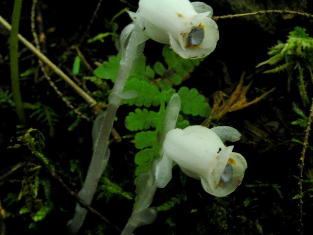 c0034595_11171658.jpg