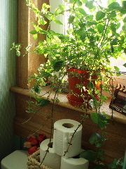 c0114797_3152325.jpg