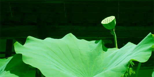 c0011009_9474881.jpg