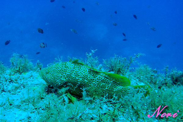 b0044726_23474561.jpg