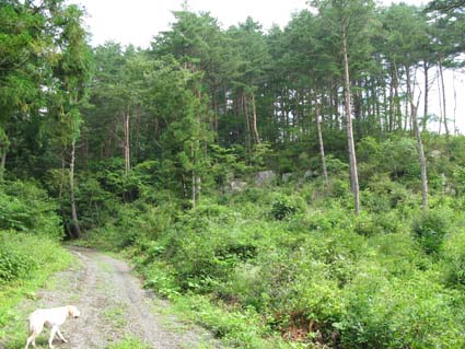 d0109728_01068.jpg