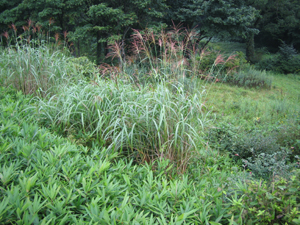 e0110940_22141247.jpg