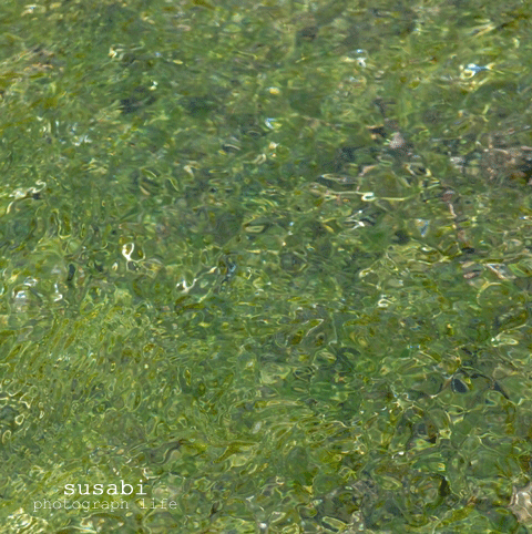 a0105788_10285492.gif