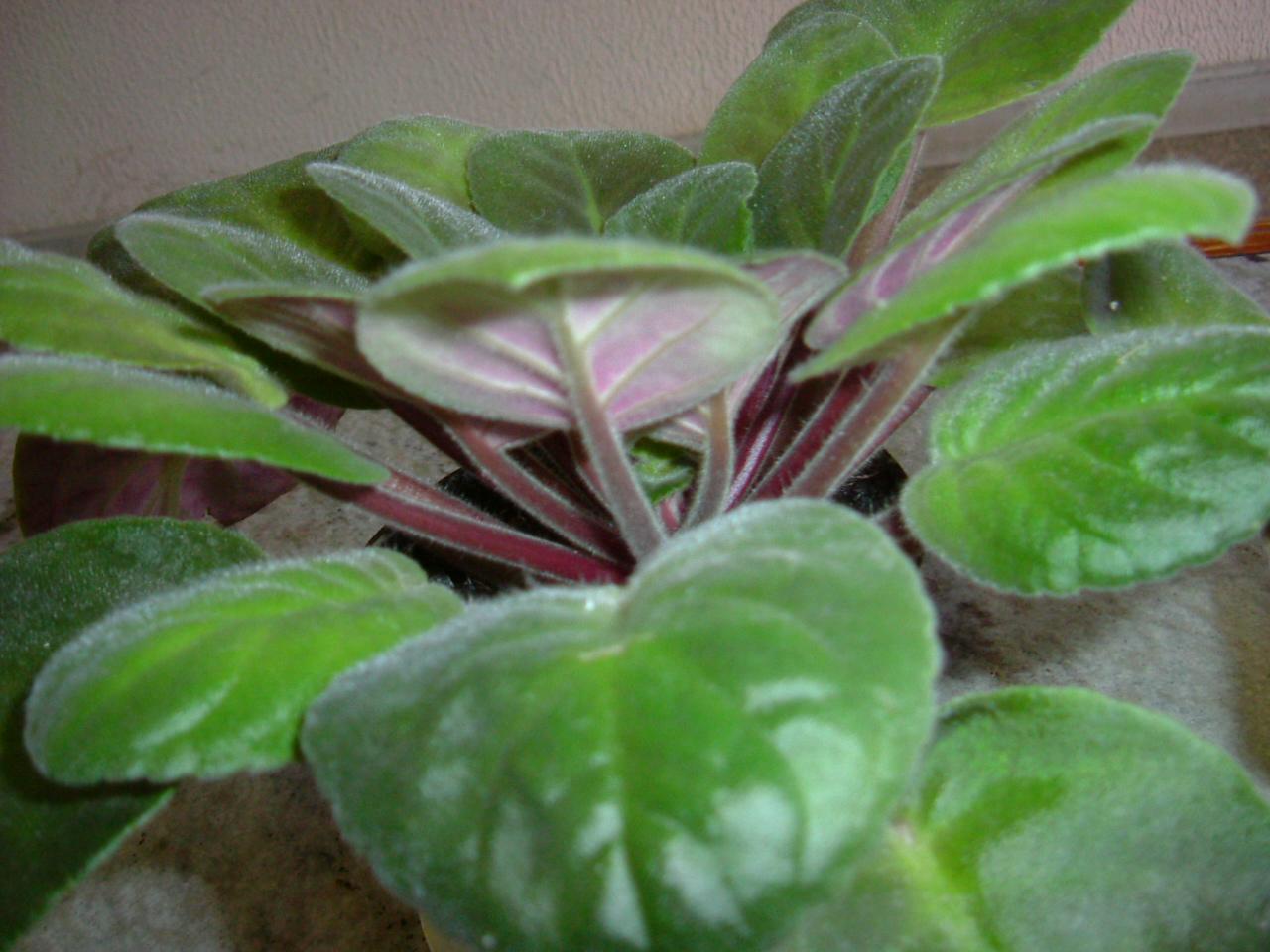 e0118096_21321223.jpg
