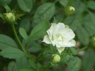 b0061107_027462.jpg