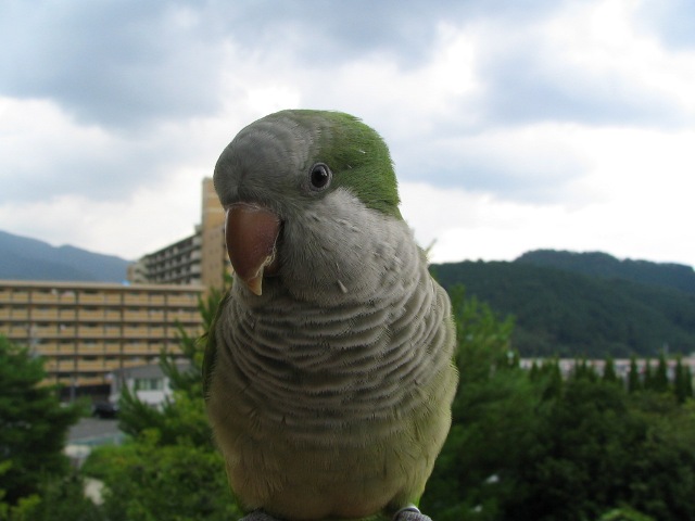 d0081210_1439899.jpg