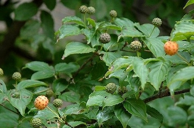 a0017634_501112.jpg