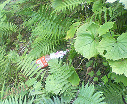 d0107938_13344410.jpg