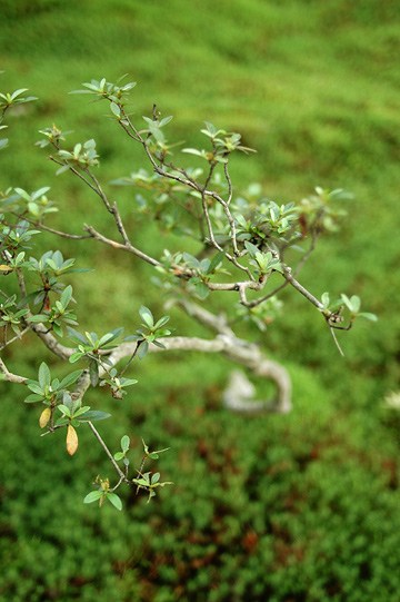 d0008146_171521.jpg