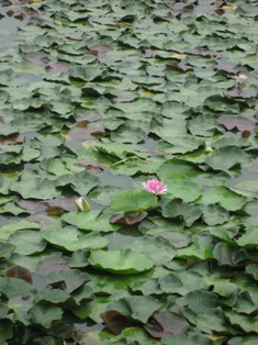 f0139253_206532.jpg