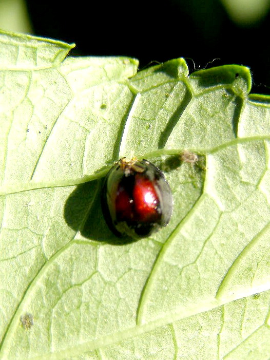 e0064158_103313.jpg