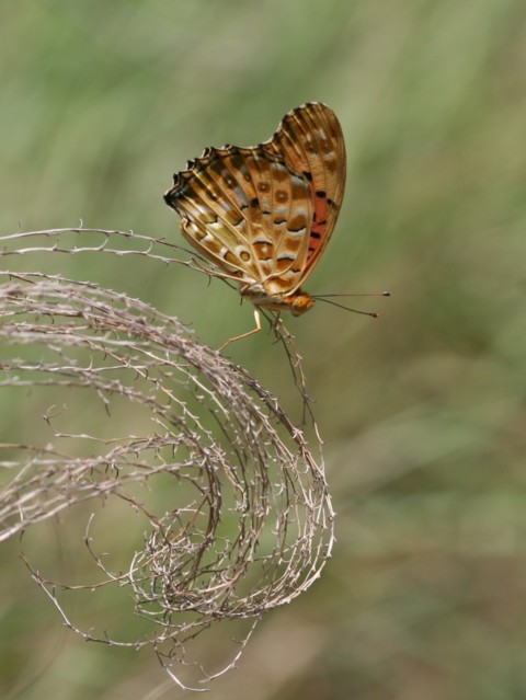 b0088772_813721.jpg