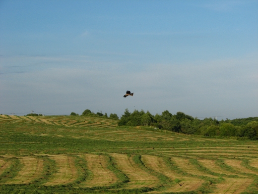 f0020302_2013421.jpg