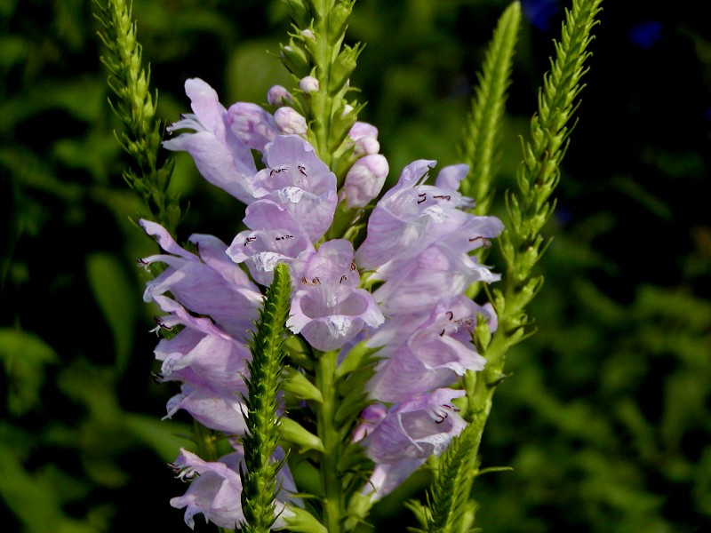 a0004023_2013028.jpg