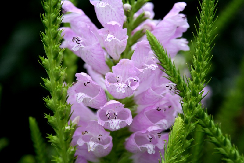 a0004023_20134438.jpg