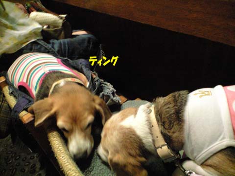 a0042044_23255619.jpg
