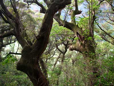 e0097770_6585559.jpg