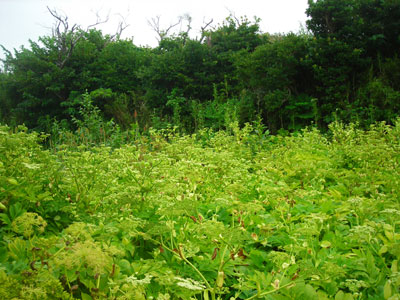 e0097770_752249.jpg