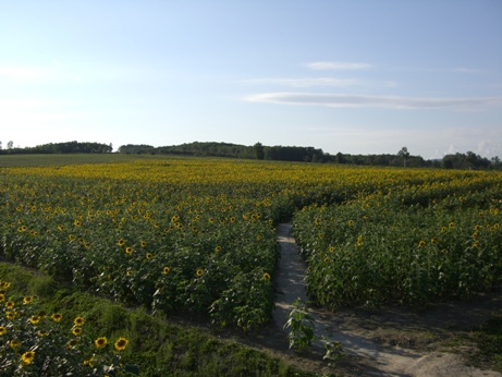 f0116278_20461188.jpg