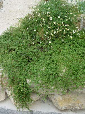 e0008586_23204129.jpg
