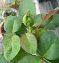 e0098908_22212812.jpg