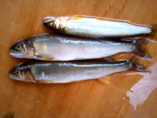 a0101715_2365948.jpg